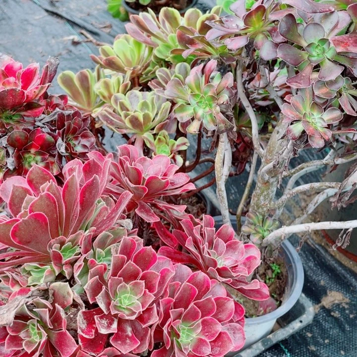 绿***者多肉植物组合 214