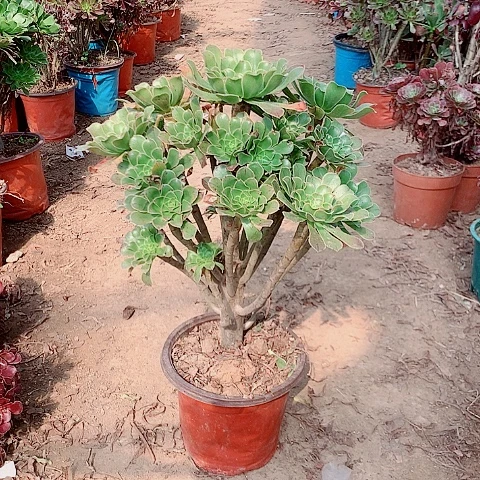 原始绿多肉植物法师73