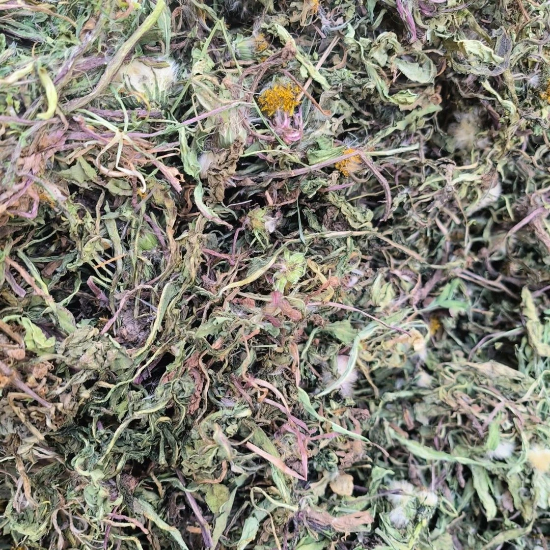 广西靖西野生蒲公英