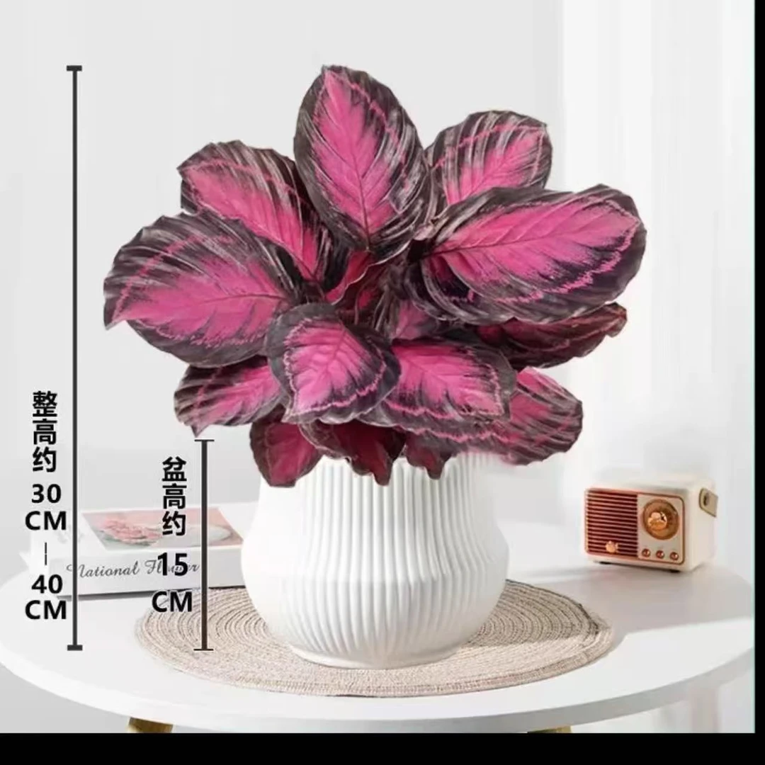 幸运女神红玫瑰竹芋盆栽室内喜阴观叶净化空气好养绿植