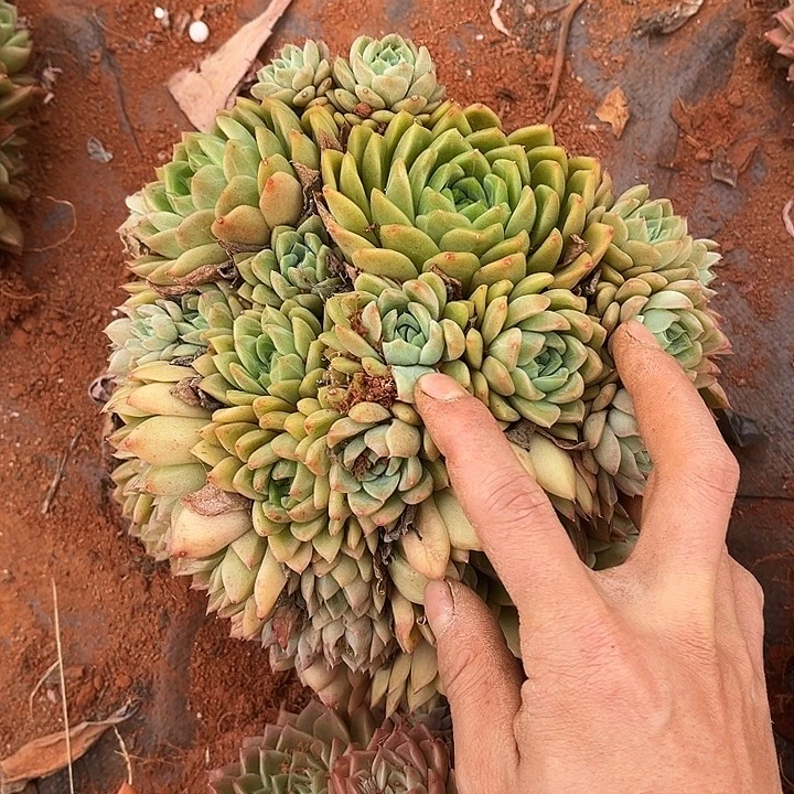 麦杆9.99多肉植物精品