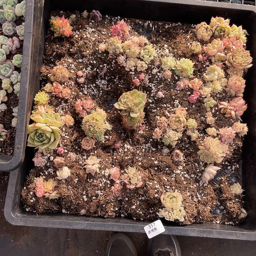 ****愿317。  切盒发货。