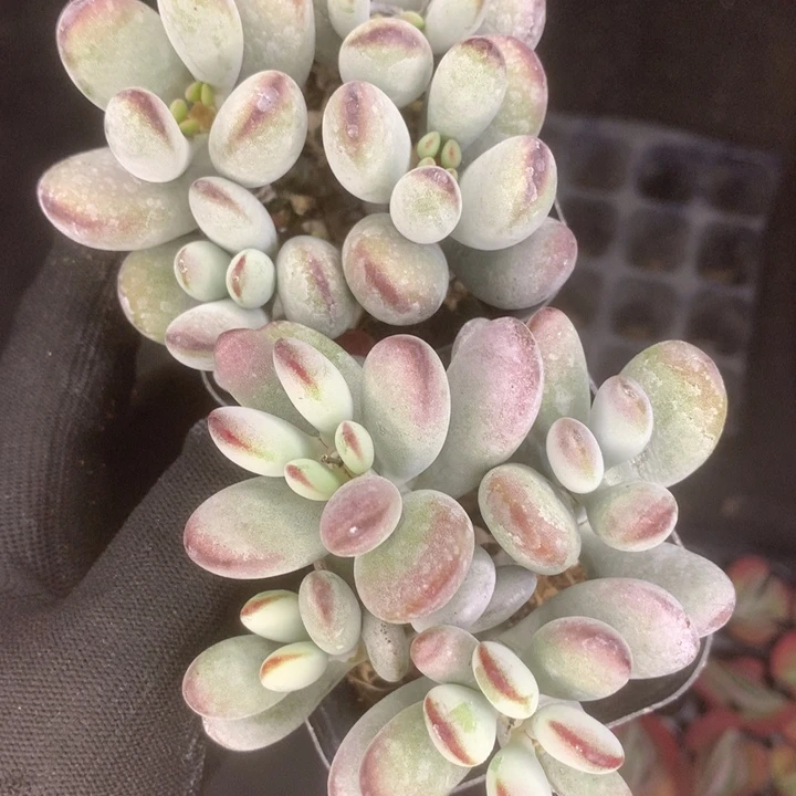 乒乓3颗。（满9.99包邮不满9.99发叶子）