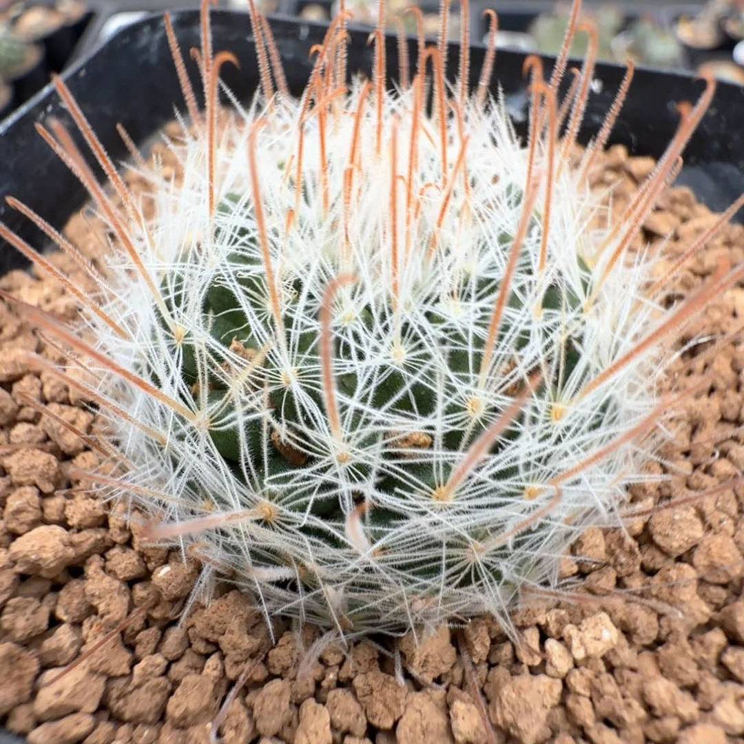 无花朵实生阳炎尺寸3.7