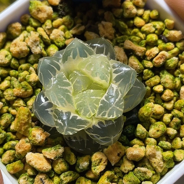 792超糊水中月锦特选