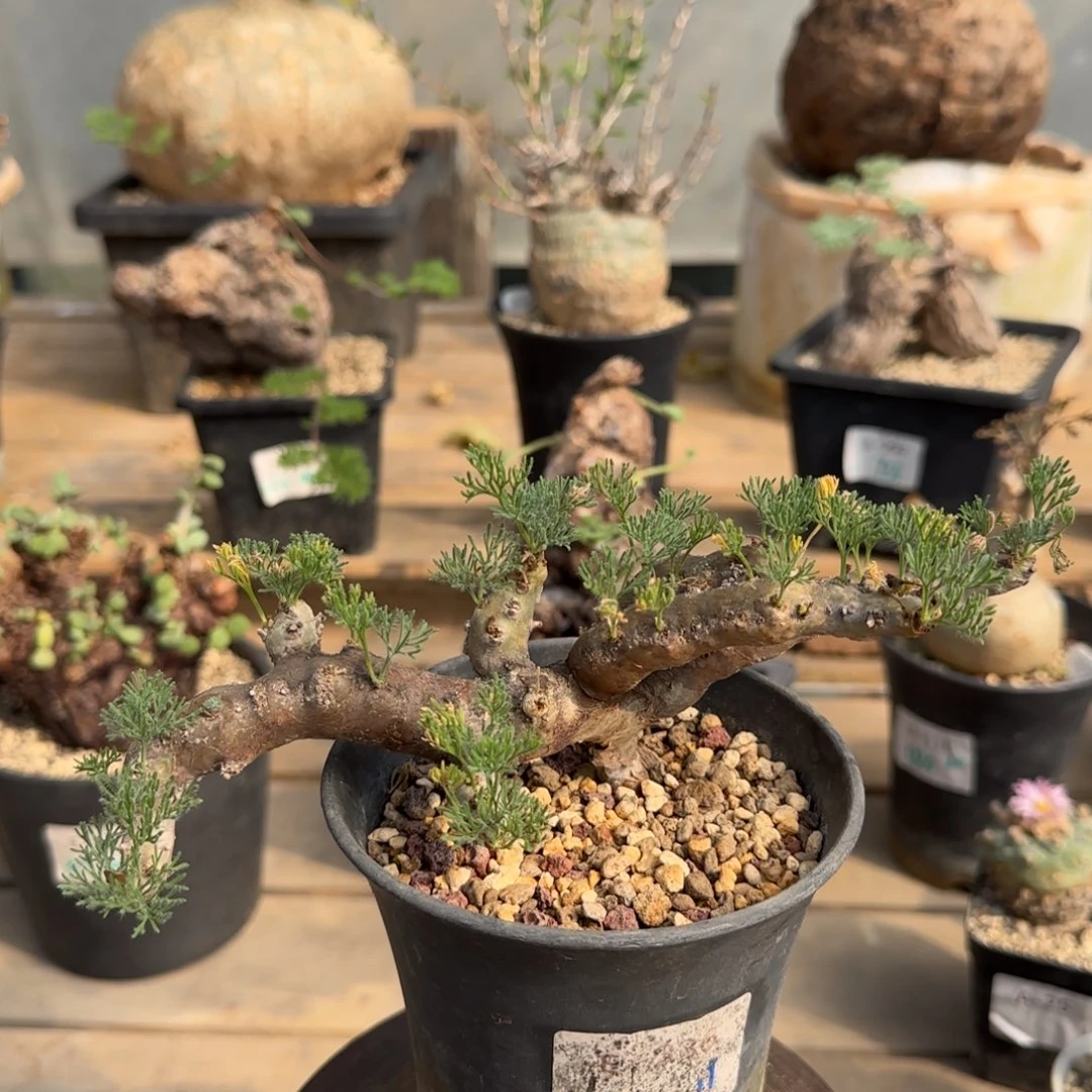 493黑皮月界块根植物