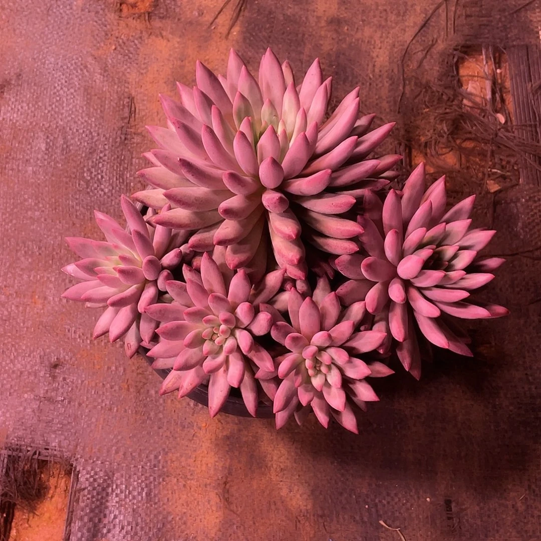 无砍老桩叠叶虞美人