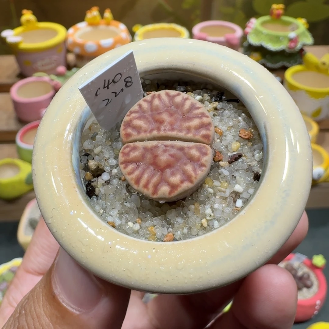 蘑菇1108c40折榴多肉植物