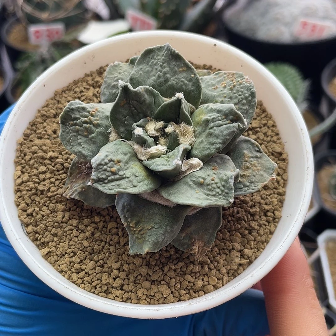绿玫瑰薄叶角尤牡丹