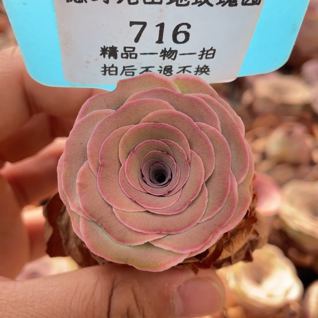 山地玫瑰716裸根发货不售后