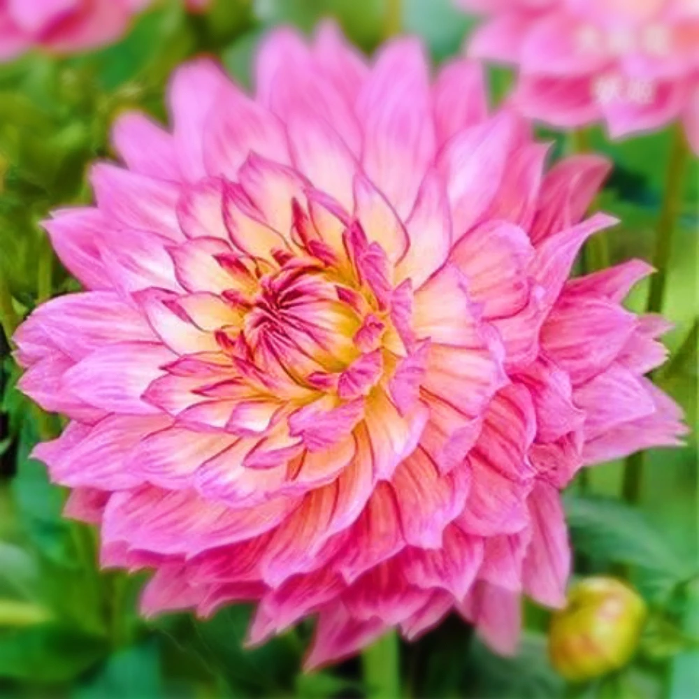 【雅致粉·小丽花】梦幻颜色四季开花盆栽绿植