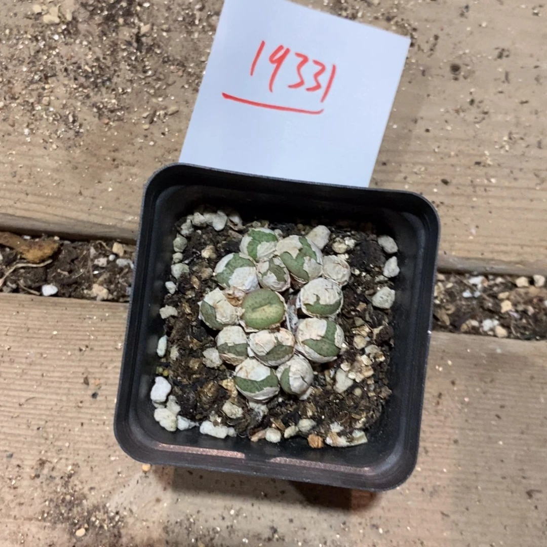 菲***菲19331。        带盆发。