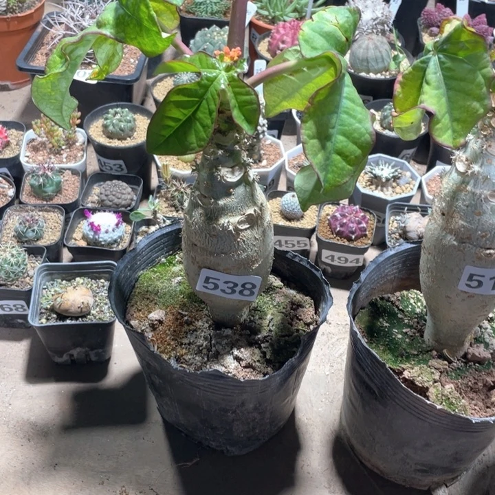 538大佛度海棠脱土发货