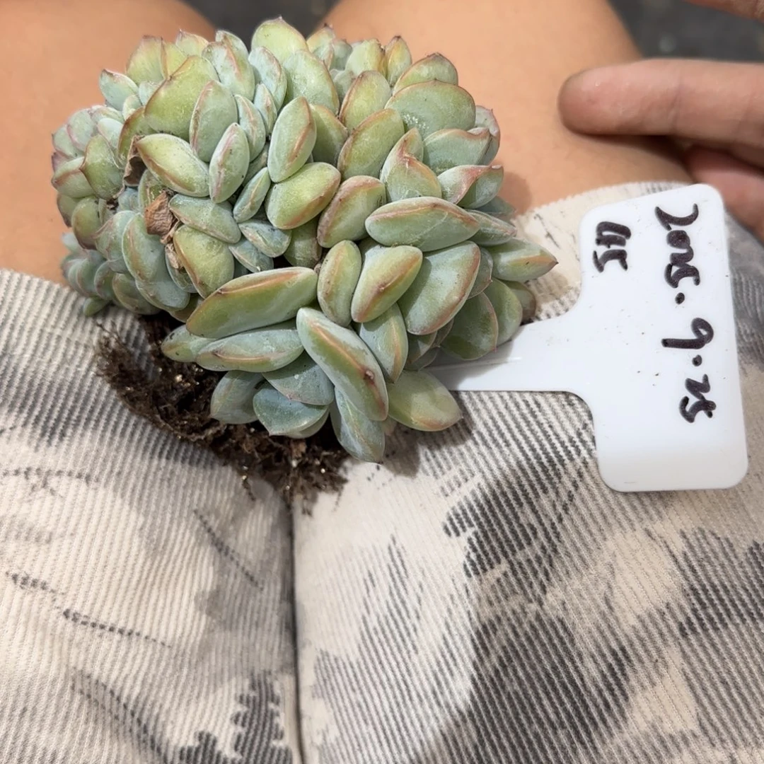 一物一拍泡芙缀45