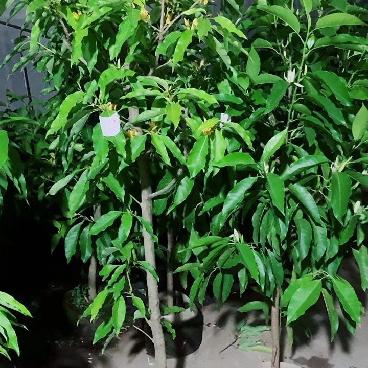 无花朵黄兰花40011111