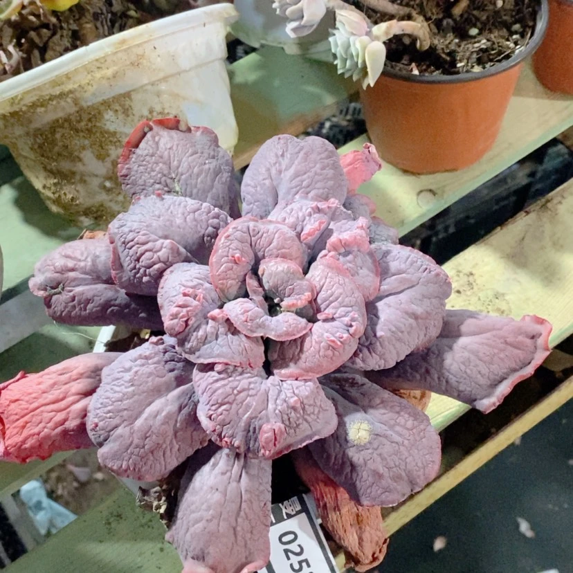 【闪购商品】男爵0252