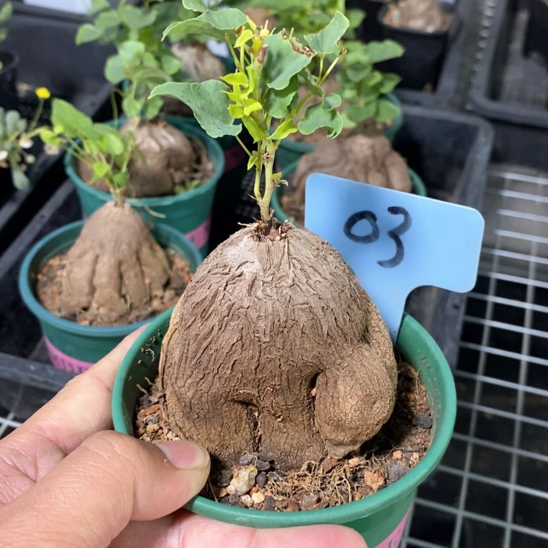 象足龟甲龙多肉植物