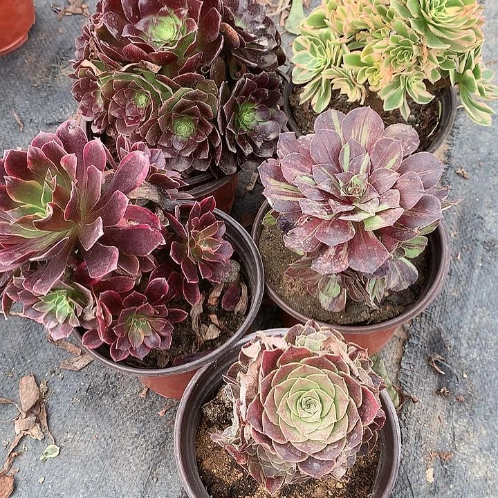 503五棵多肉植物