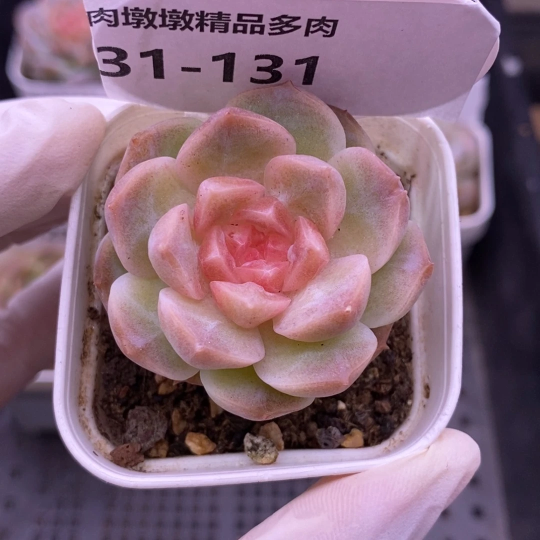 【闪购商品】31-131梦幻泡影