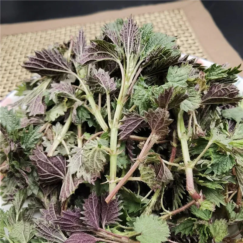 东北长白山野菜新鲜蛰麻子哈拉海荨麻咬人草产地发货包邮