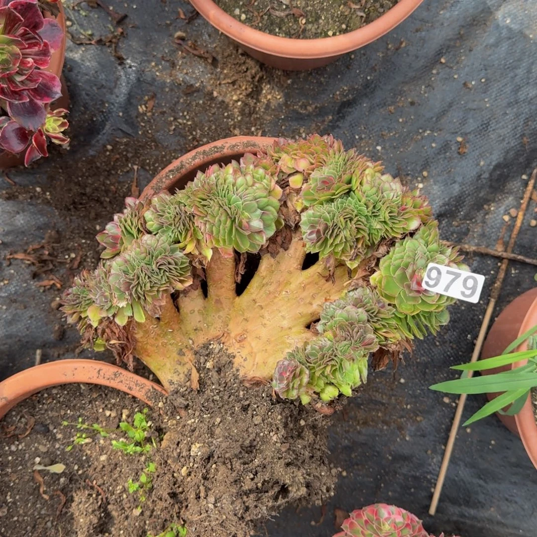 979多肉植物荔枝缀
