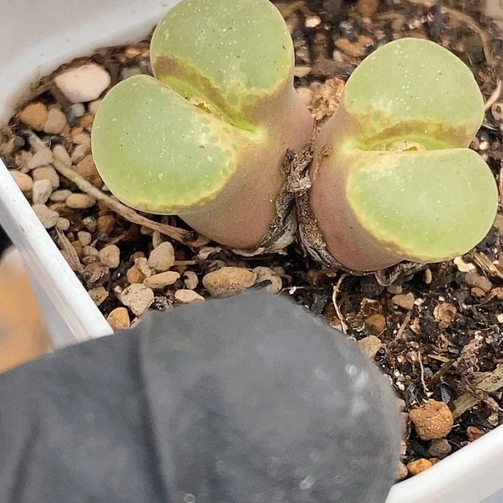 ?*霉桃喜花园0130-26樱花