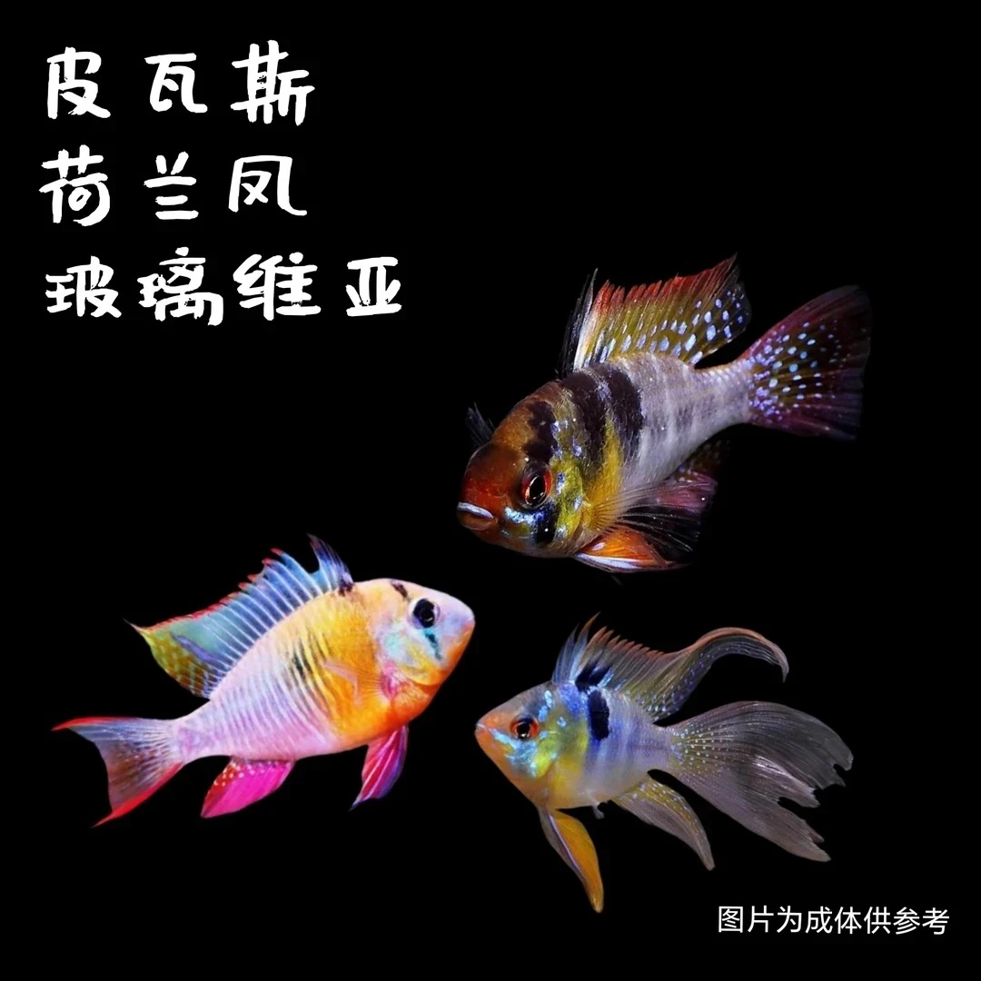 玻利维亚观赏鱼淡水可爱小型萌宠鱼好养