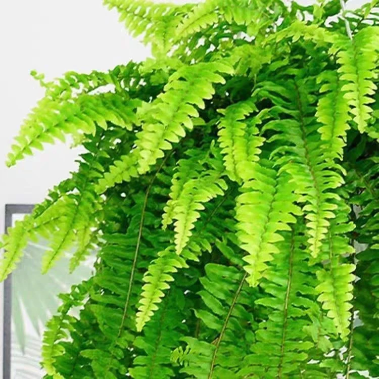 波斯顿蕨吊兰室内客厅卫生间垂吊兰植物盆栽净化空气观叶绿植盆栽