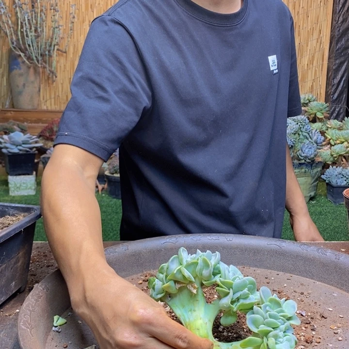 开****436 肉卡多肉一物一拍