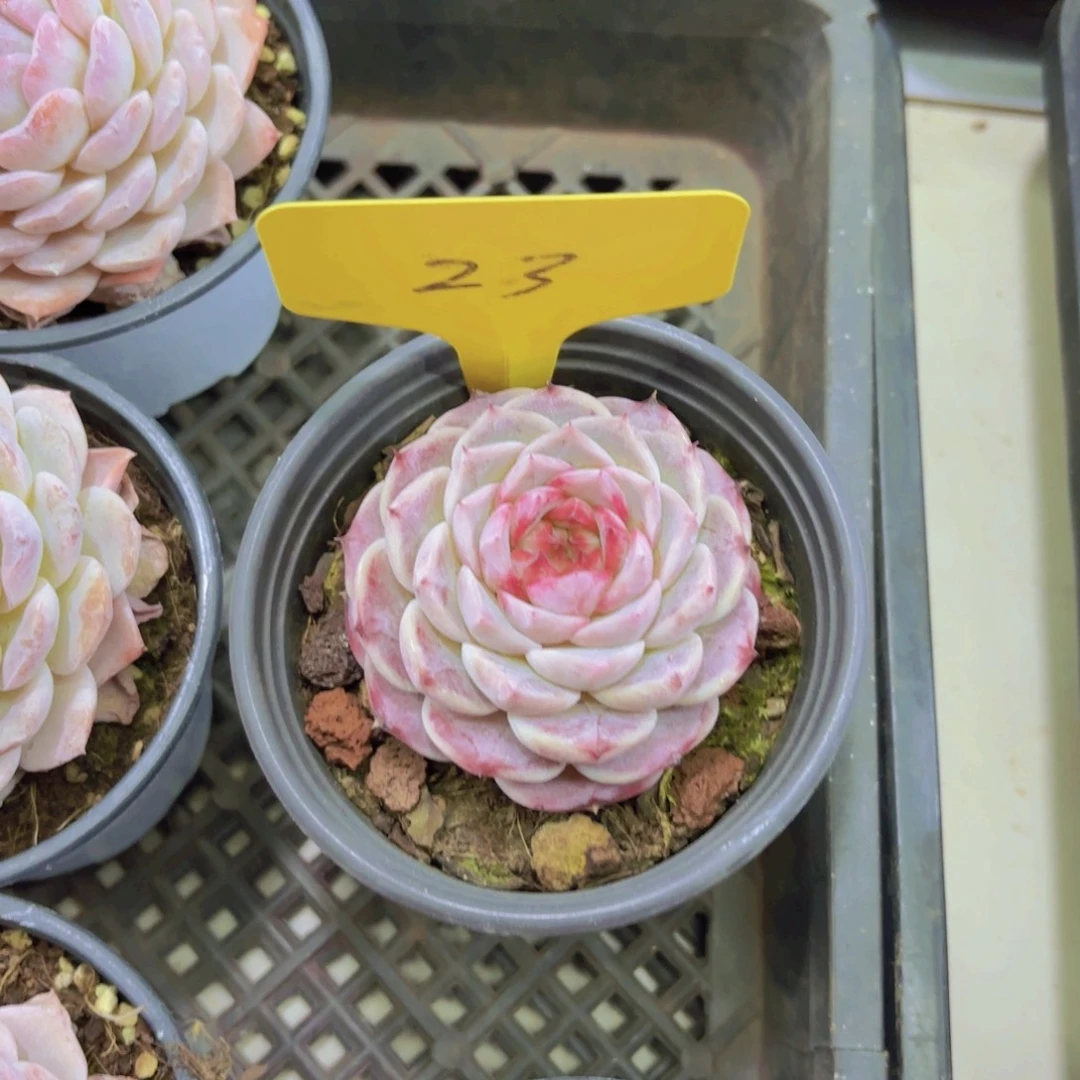 日****生我的小可爱们都好可爱