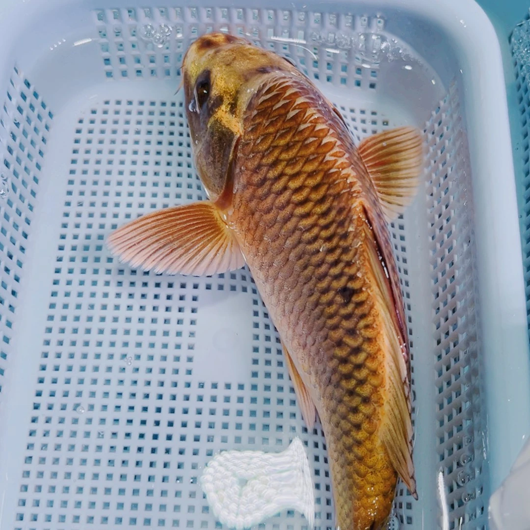 锦鲤锦鲤冷水鱼观赏116