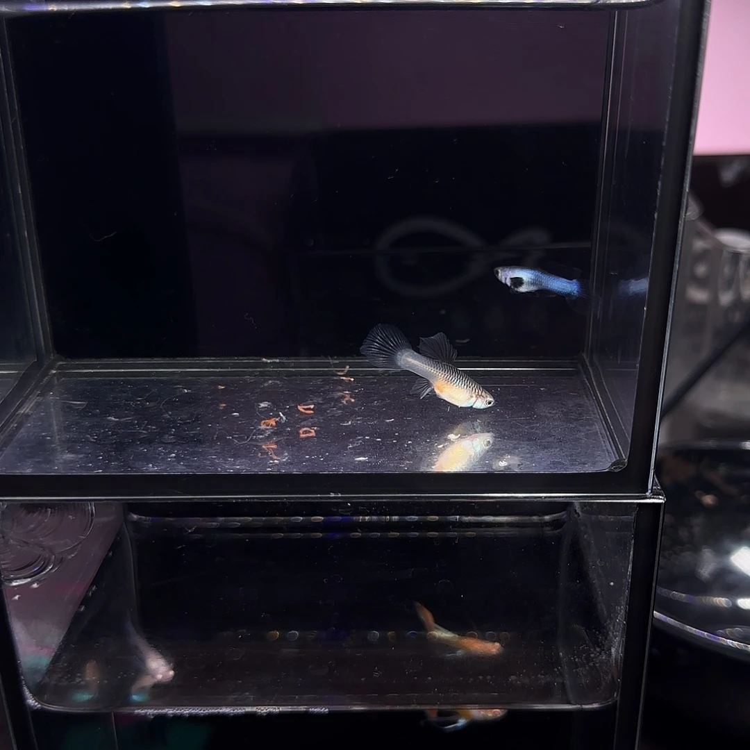 孔雀鱼大耳熊猫一对