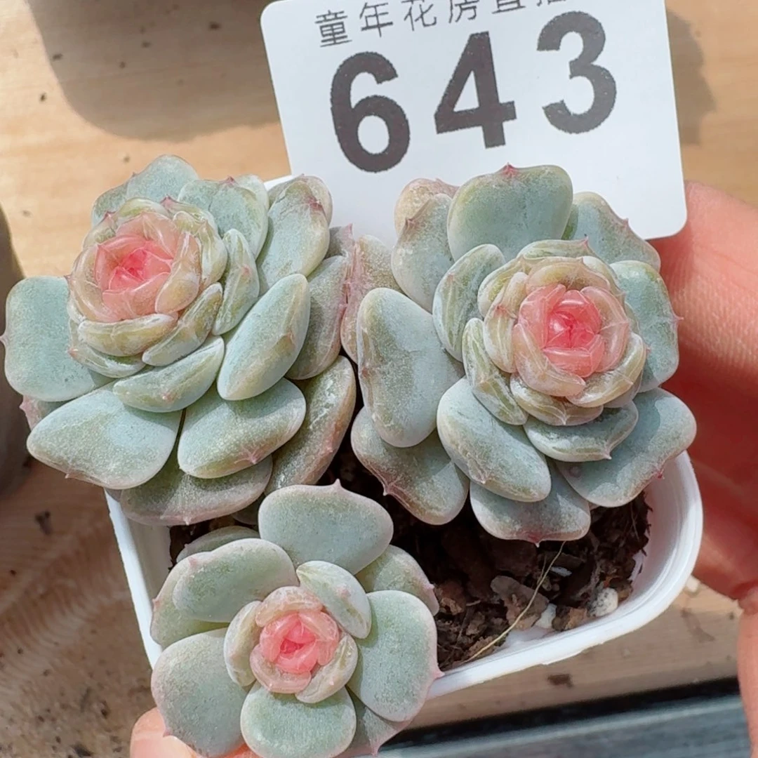 粉恋多肉植物一物一拍