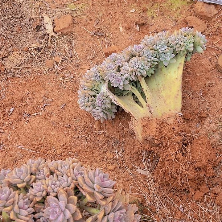 可*淡雪板子缀0304 一颗不售后