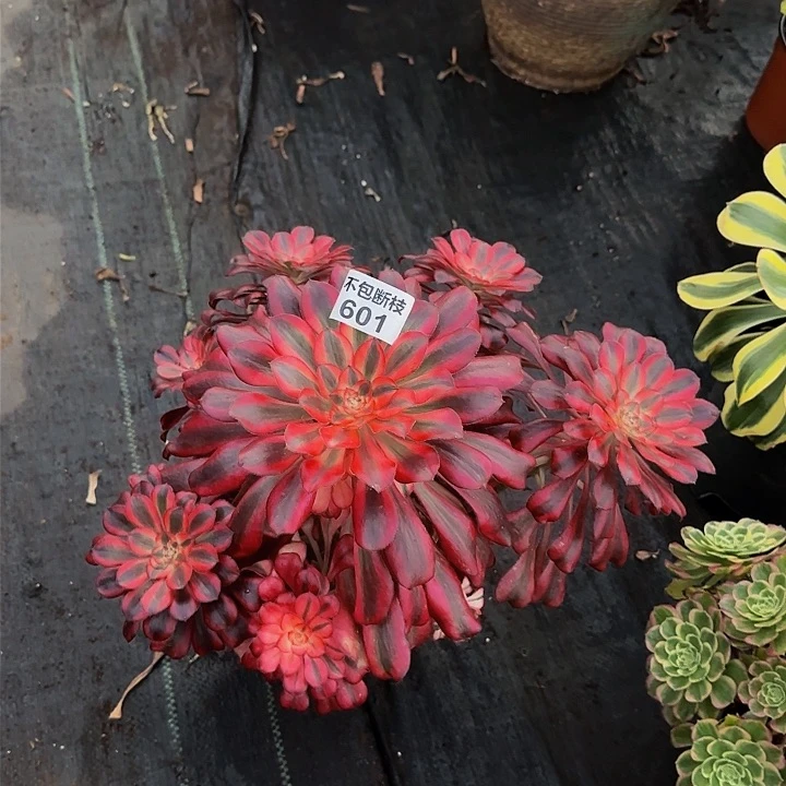 莉*601多肉法师锦1111