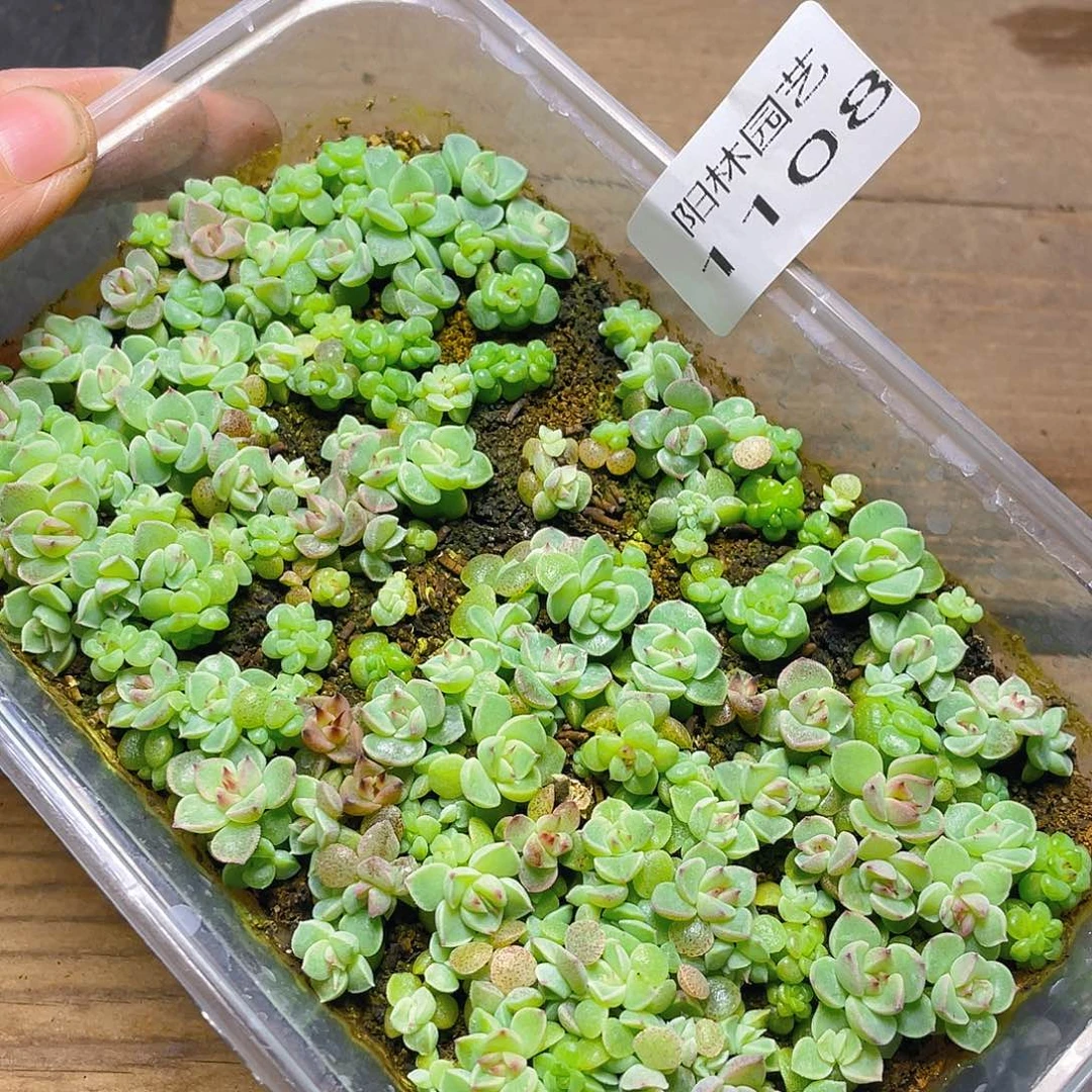 多肉植物多肉植物1108