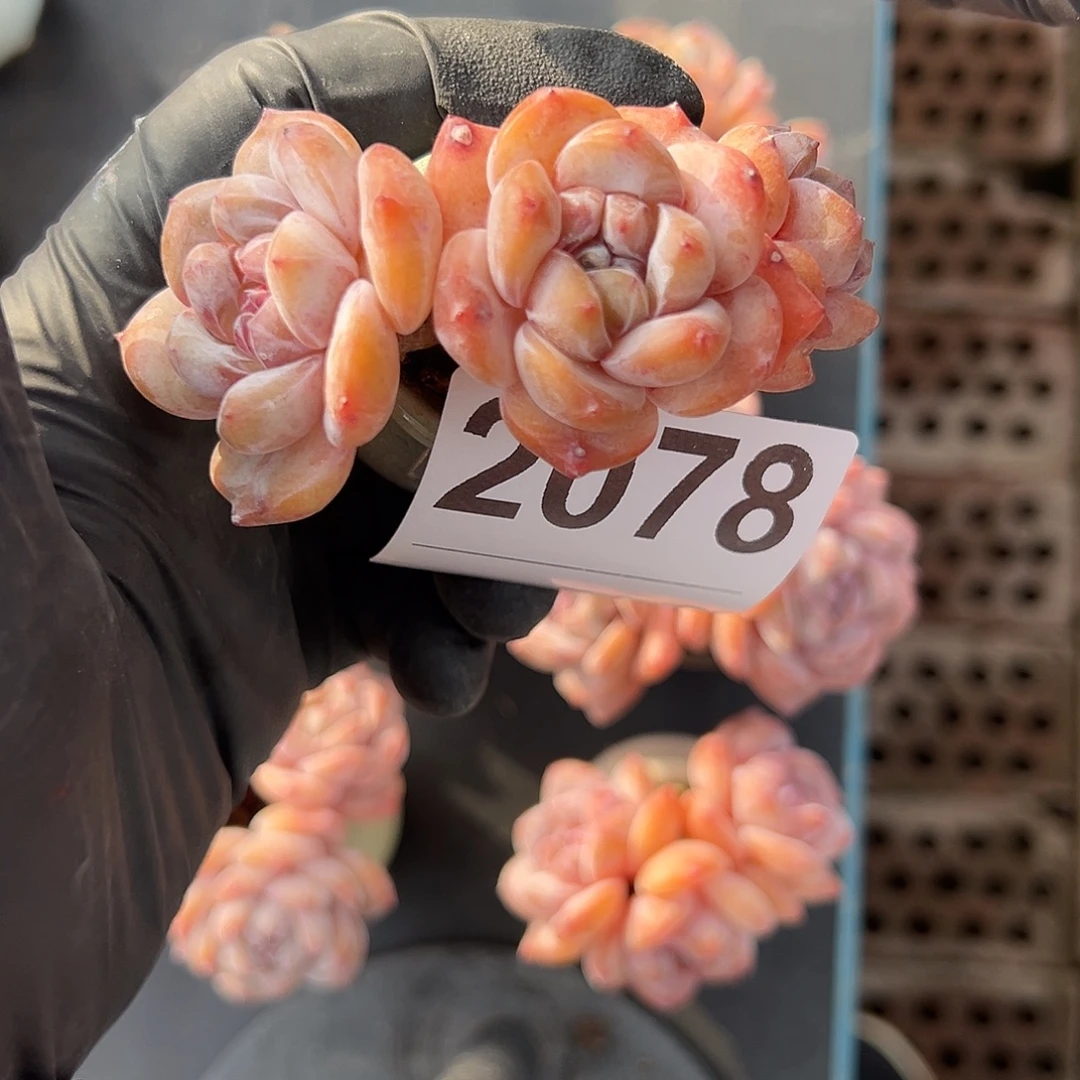 爱***盆2078，三头星影带盆发的