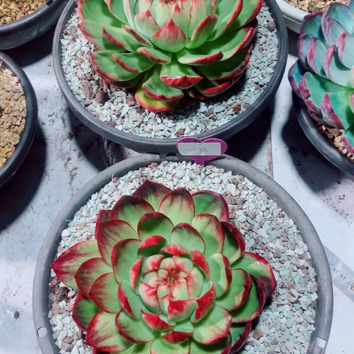 小***北惊鸿仙子多肉植物A31.C12