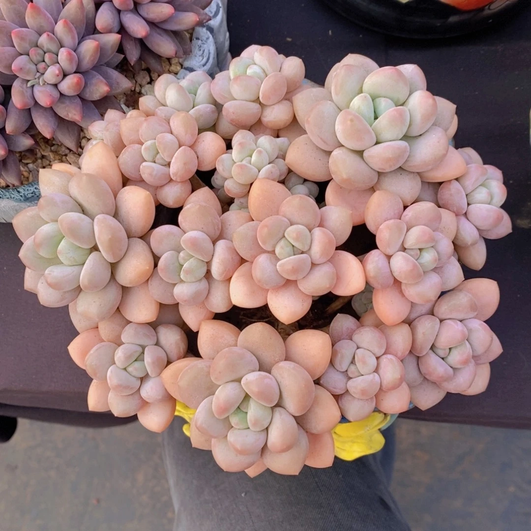 泡泡糖 一物一拍