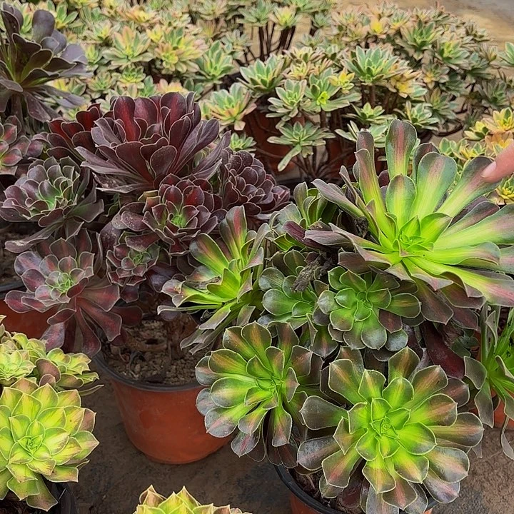 花钠9.9木质老桩法师
