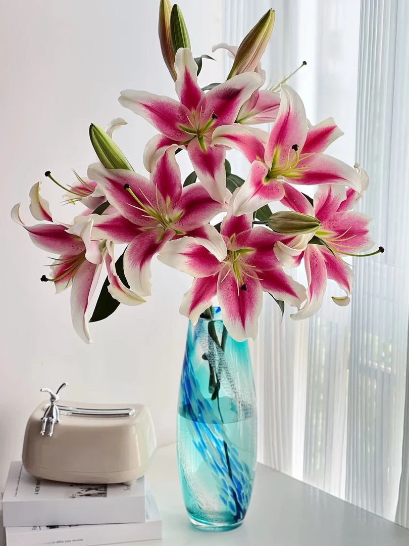 【云南基地源头优选】糖果香水百合