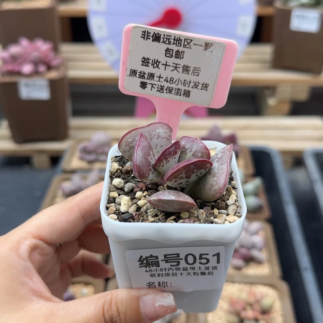 051爱心多肉植物