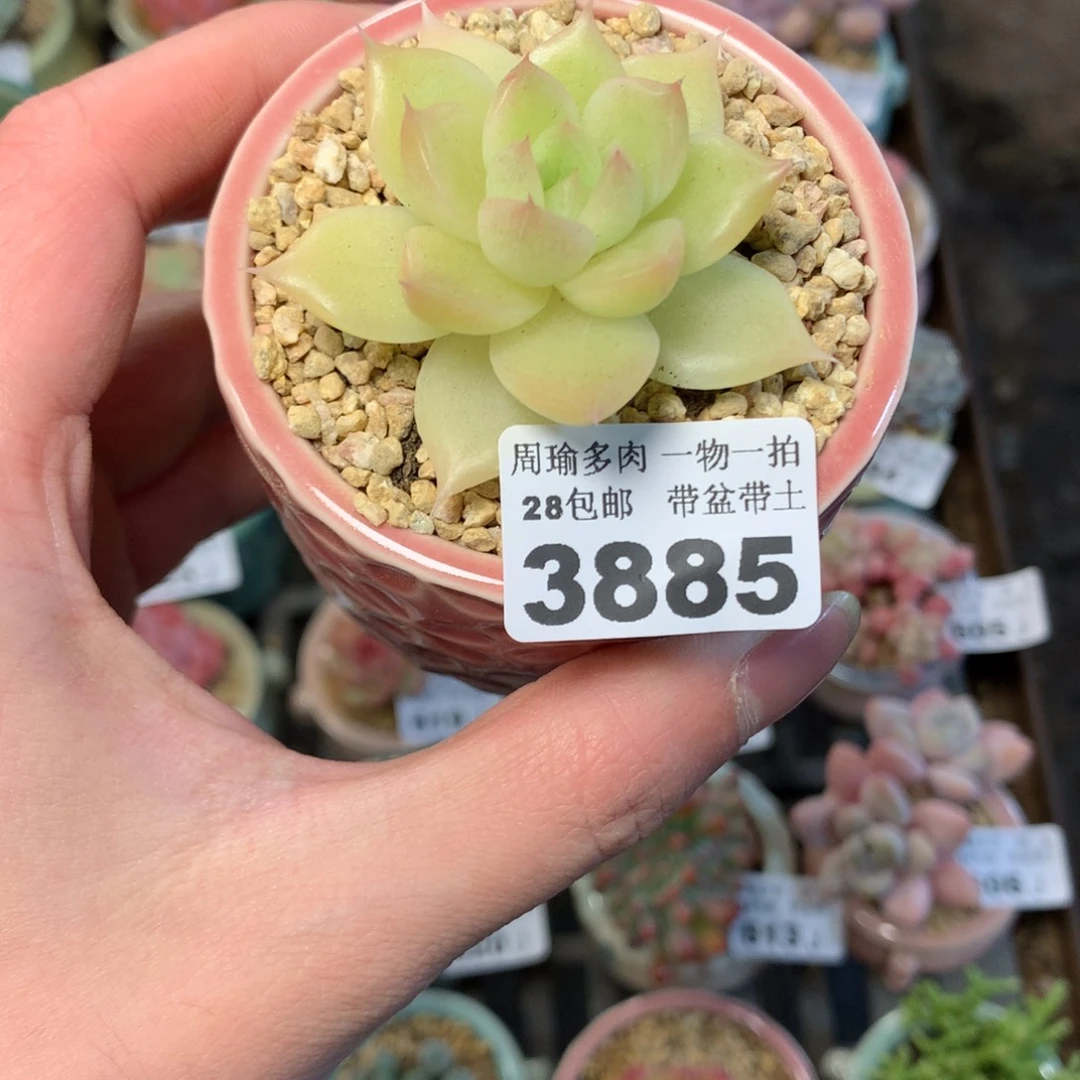 5厘米盆精控多肉3885