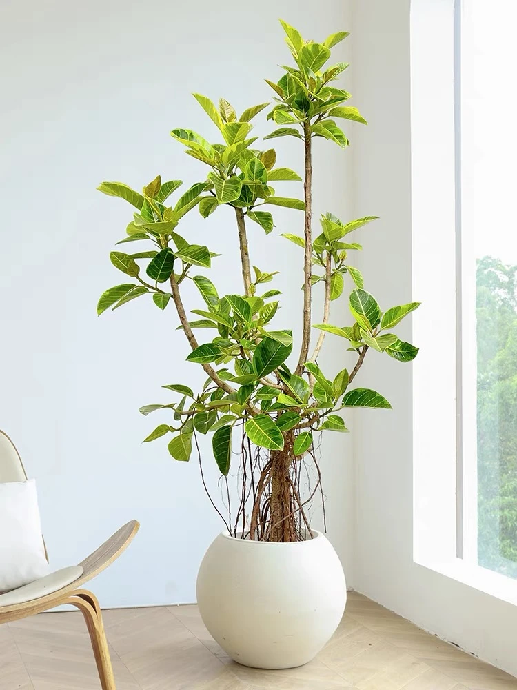 黄金榕大盆栽花叶橡皮树客厅绿植落地式真花卉办公室大型植物