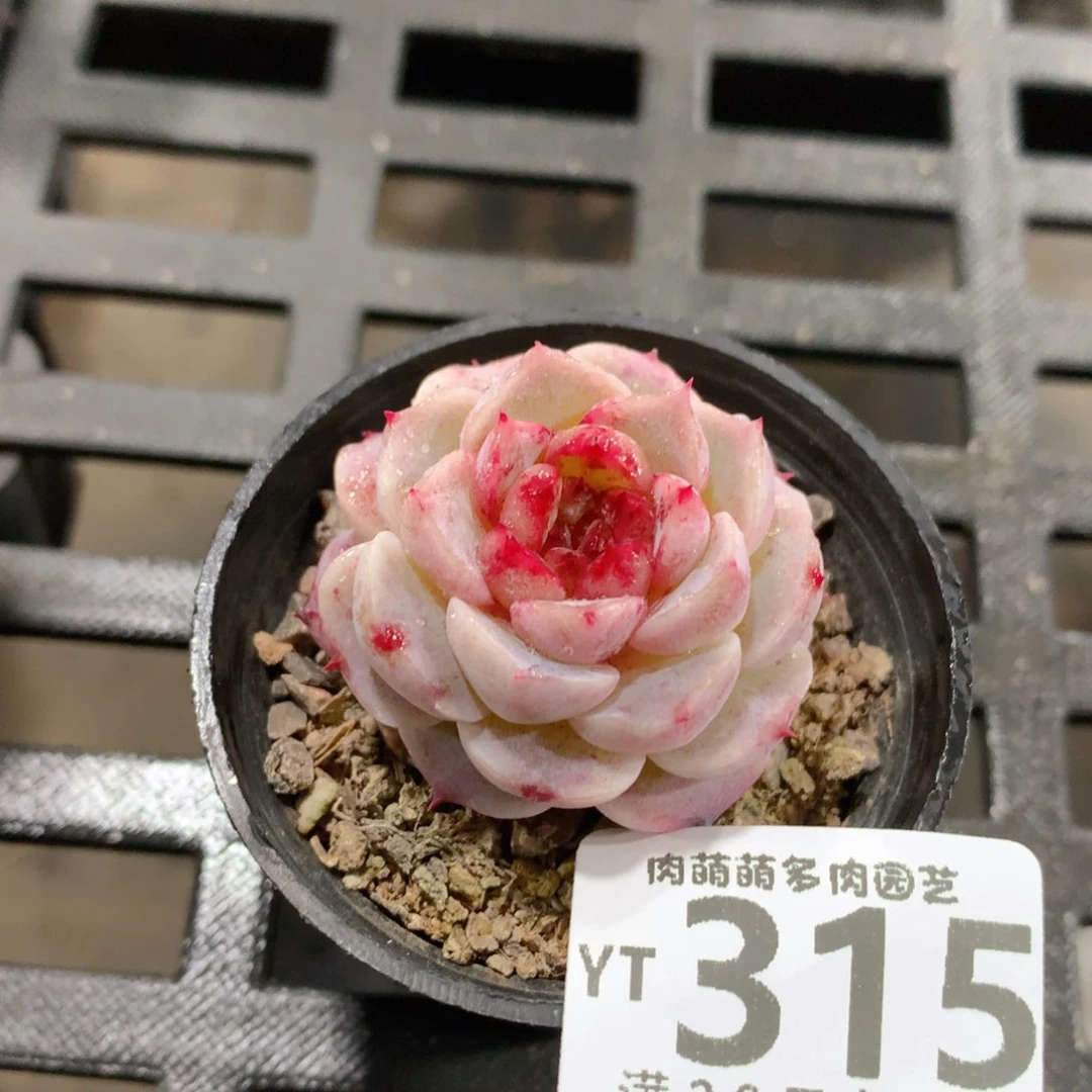 肉萌萌拇指盆精控多肉YT315