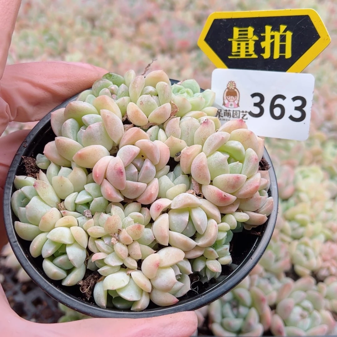 多肉植物多肉植物