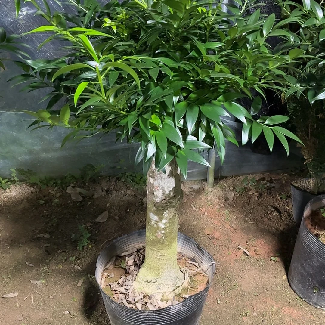 完全开放竹柏老桩一物一拍顺丰包邮