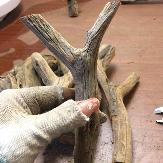 大果紫檀（缅甸花梨）求*