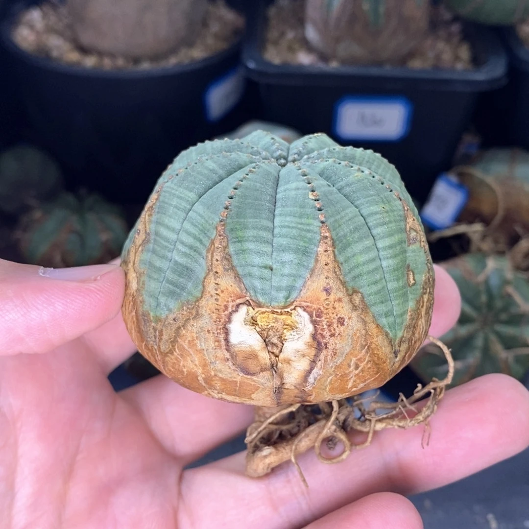 24 欧系实生布纹球多肉植物