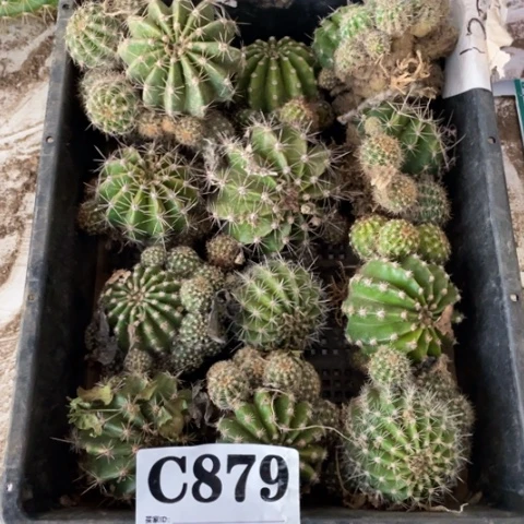采草毛毛花c 879
